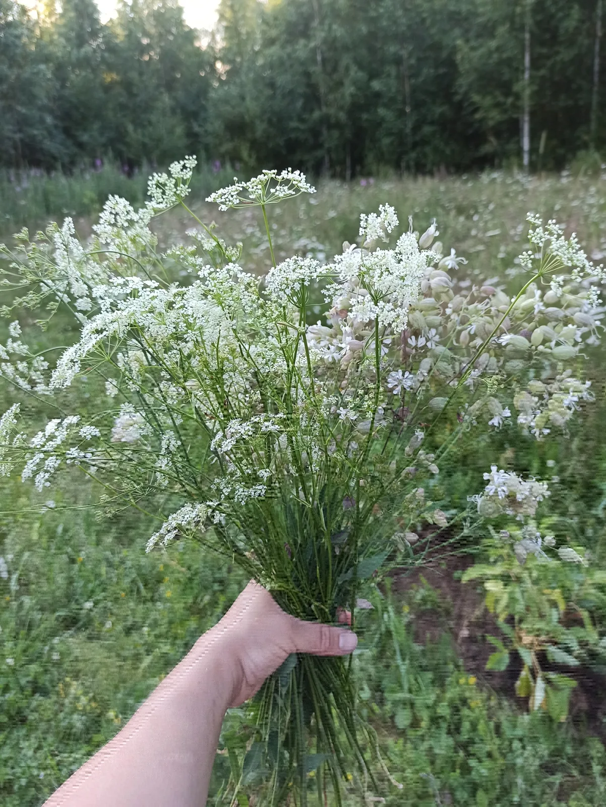 Flowers of your life