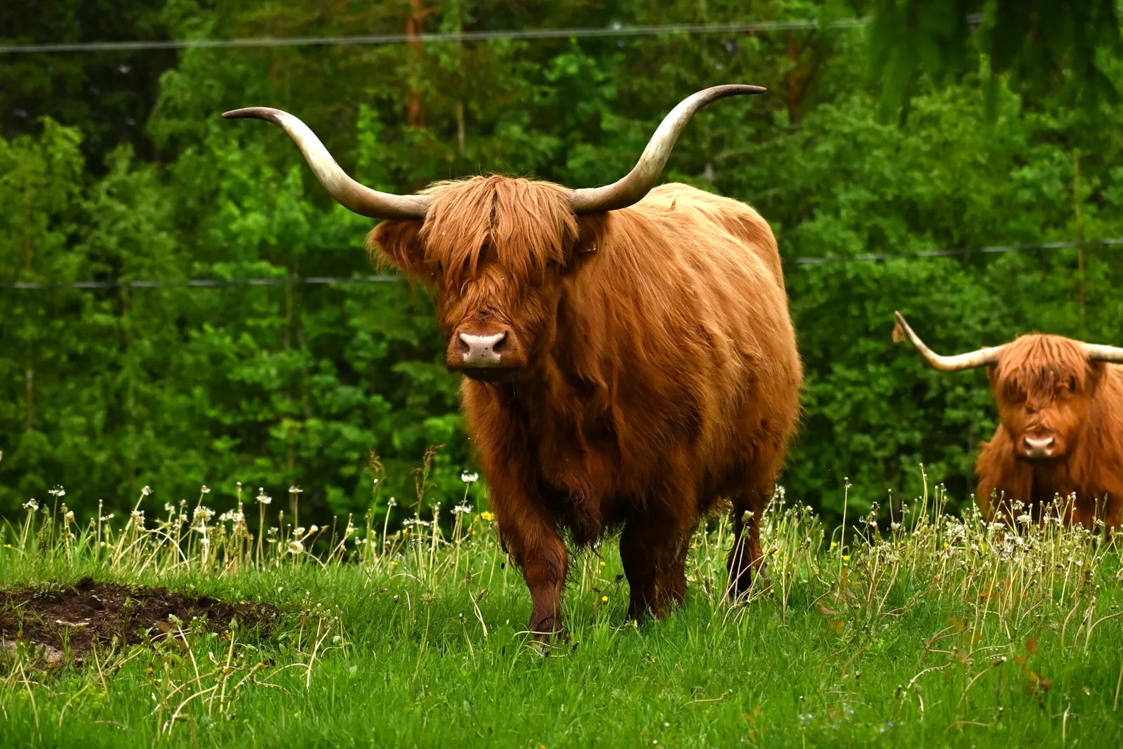 Järvensivu Highland