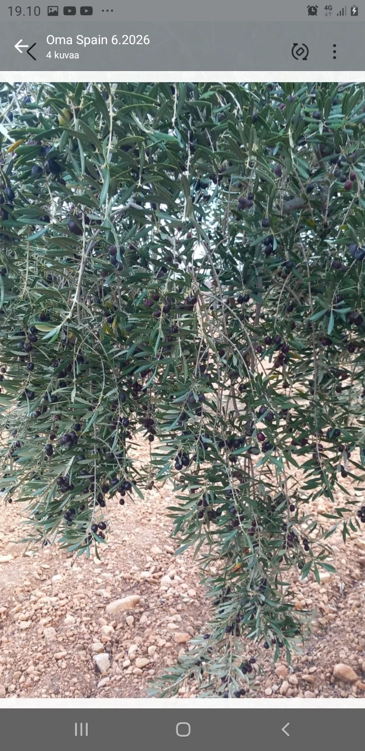 Jumilla